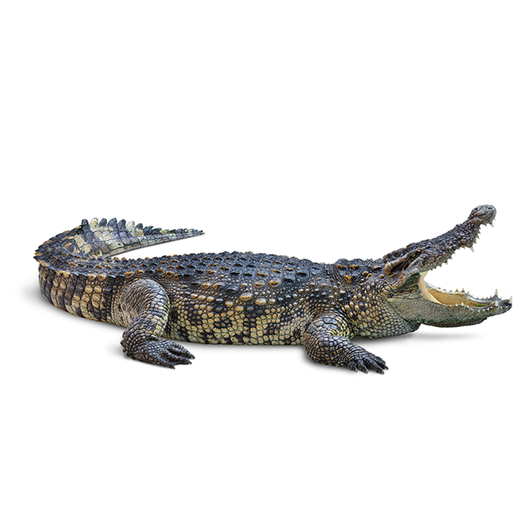 Crocodile