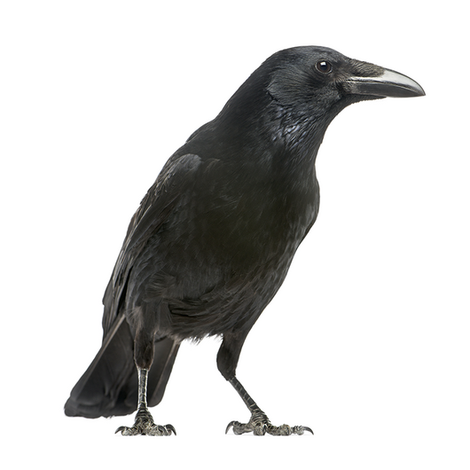 Raven