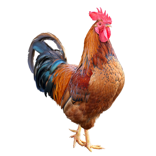 Rooster
