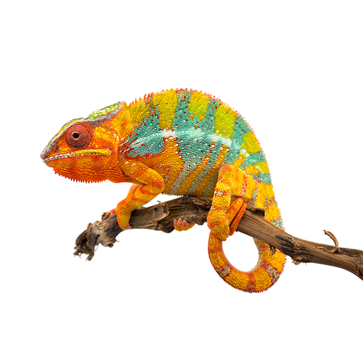 Chameleon