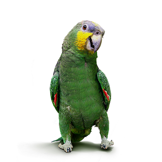 Parrot