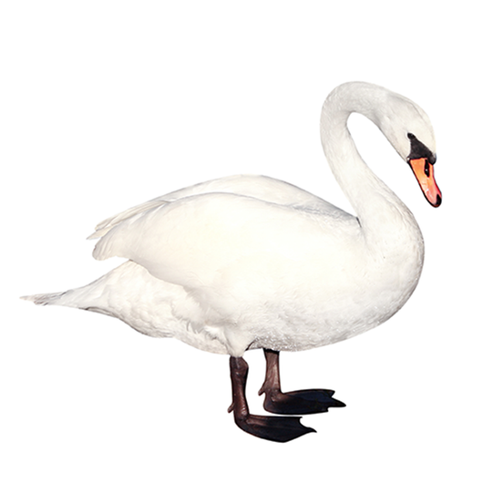 Swan - Cisne