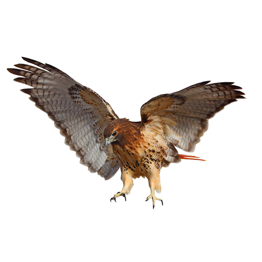 Hawk