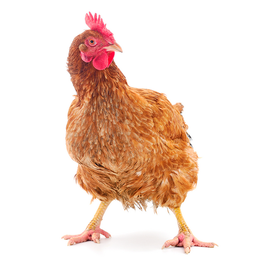 Hen