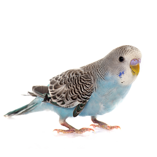 Parakeet