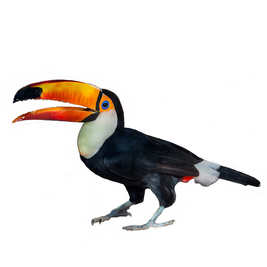 Toucan