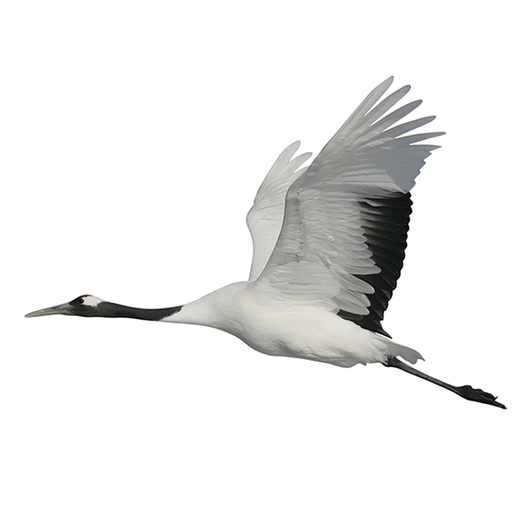 Crane