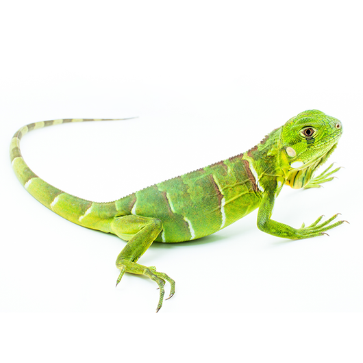 Iguana