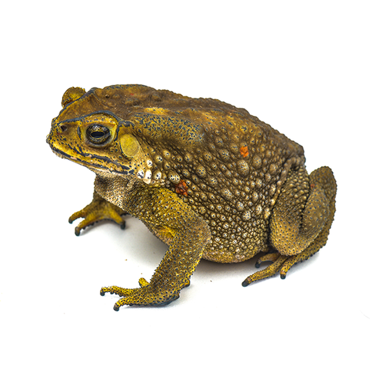 Toad