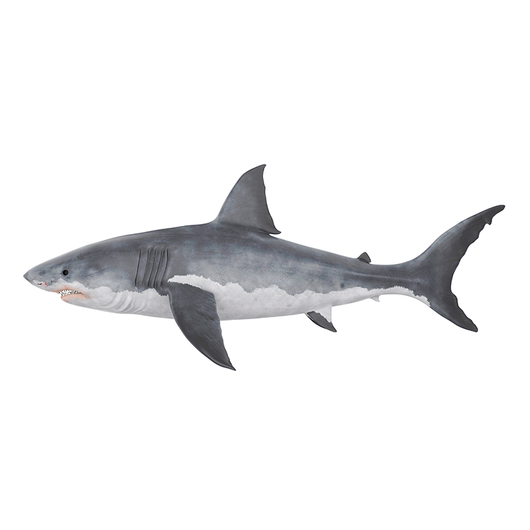 Shark