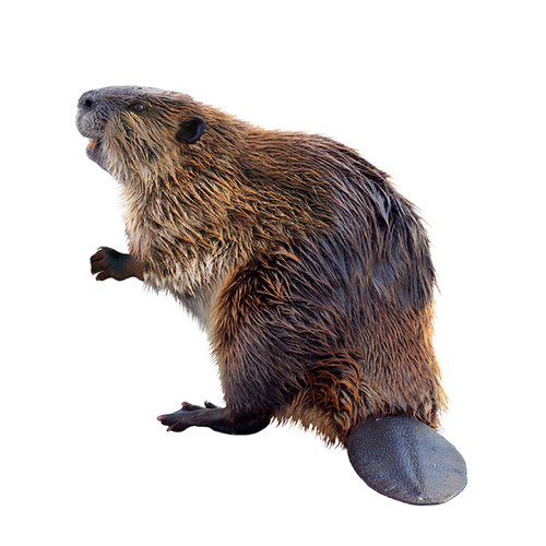 Beaver - Castor