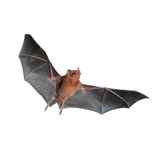 Bat - Murciélago