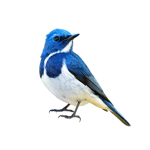 Blue Bird - Pájaro Azul