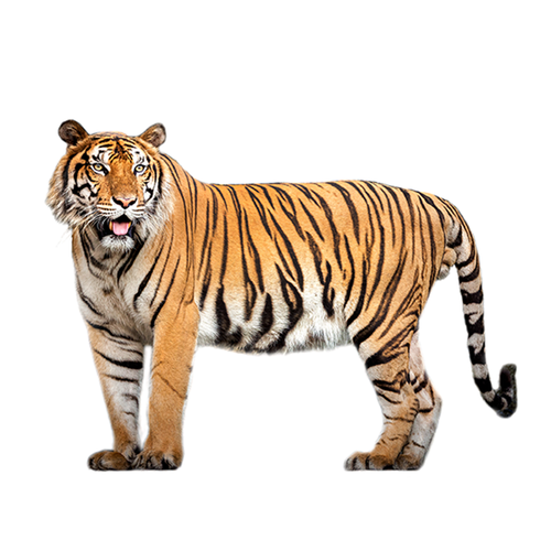 Tiger - Tigre