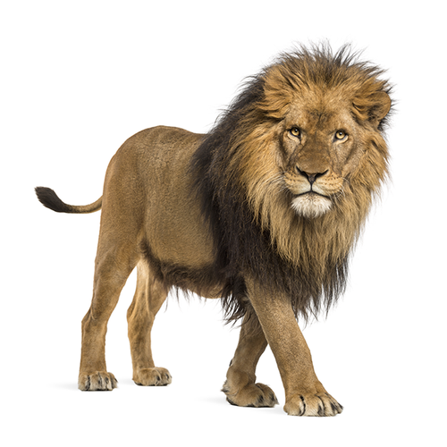Lion -León