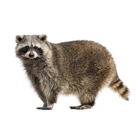 Raccoon - Mapache