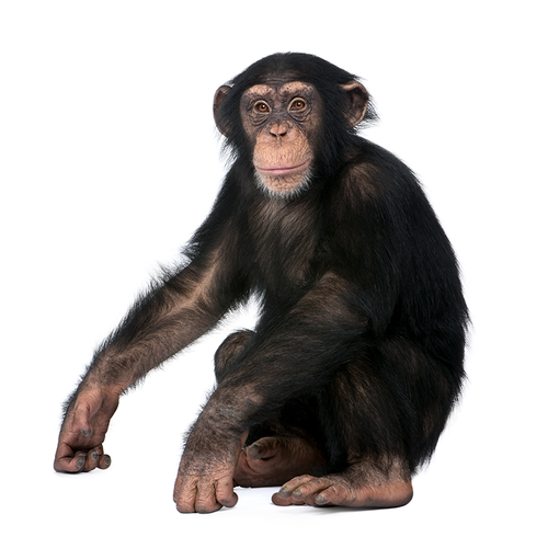 Chimpanzee -Chimpancé