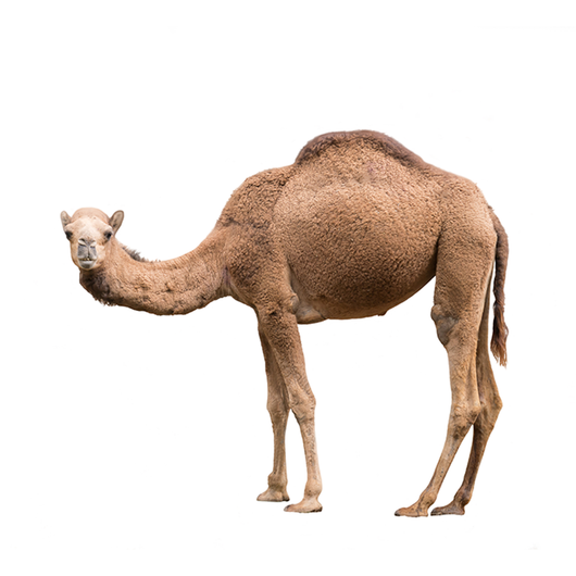 Camel -Camello