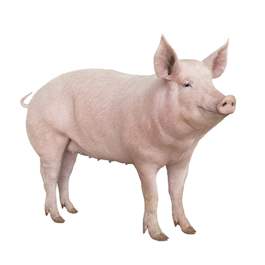 Pork - Cerdo