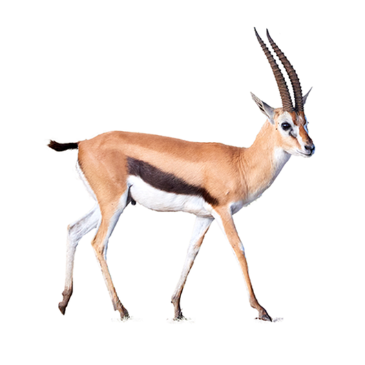 Gacela - Gazelle