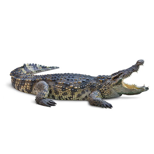 Cocodrilo - Crocodile