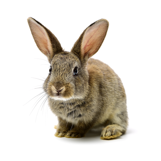 Rabbit - Conejo