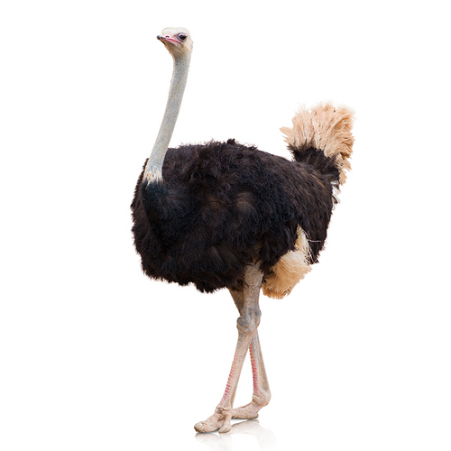 Ostrich - Avestruz