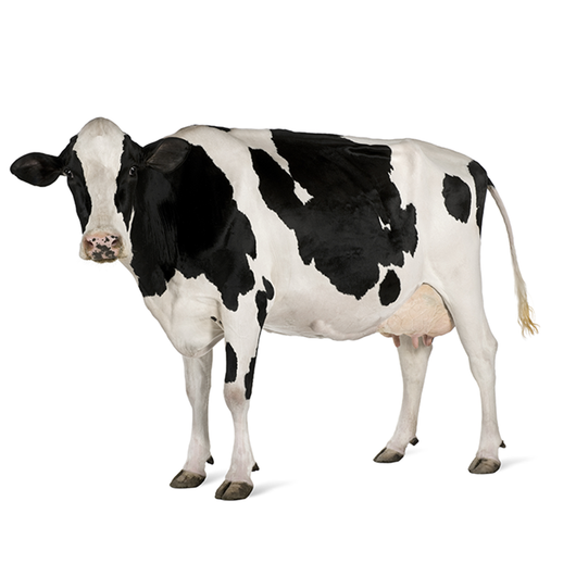 Cow -Vaca