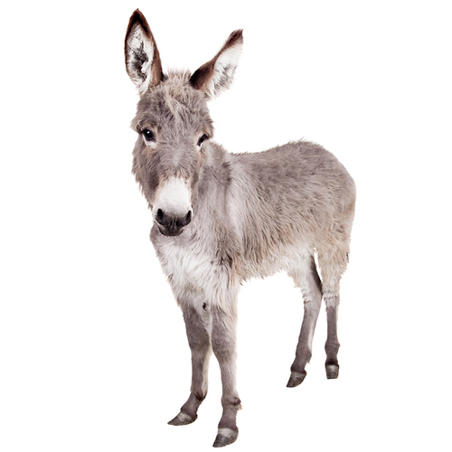 Donkey - Burro
