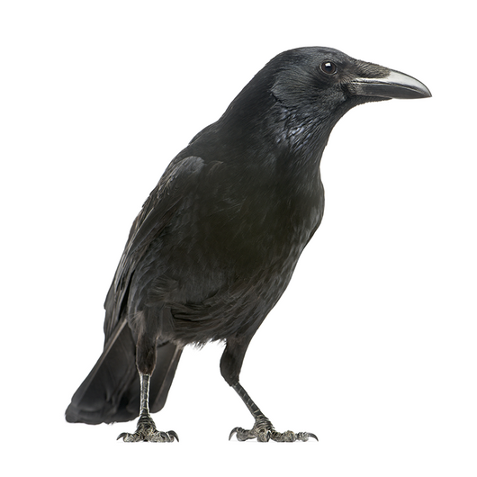 Raven - Cuervo