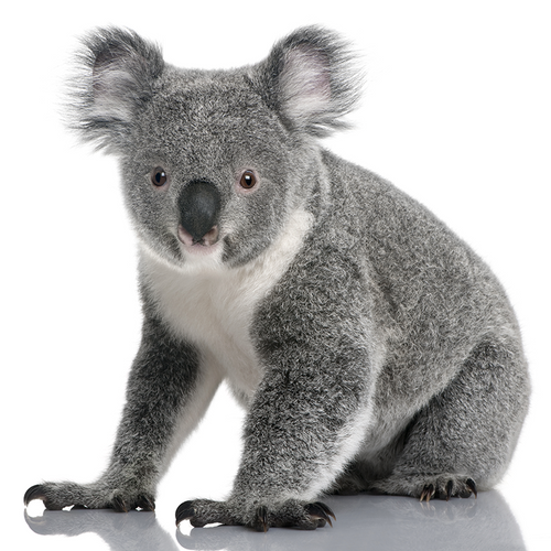 Koala - Koala