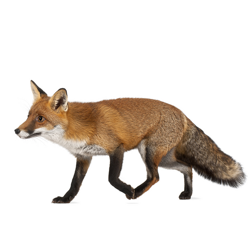 Fox - Zorro