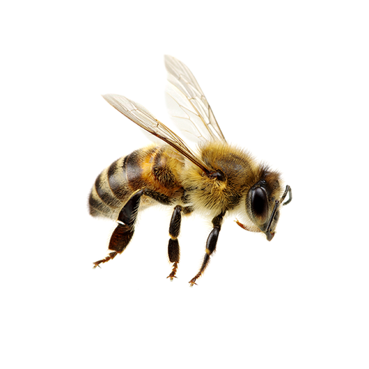 Bee -Abeja
