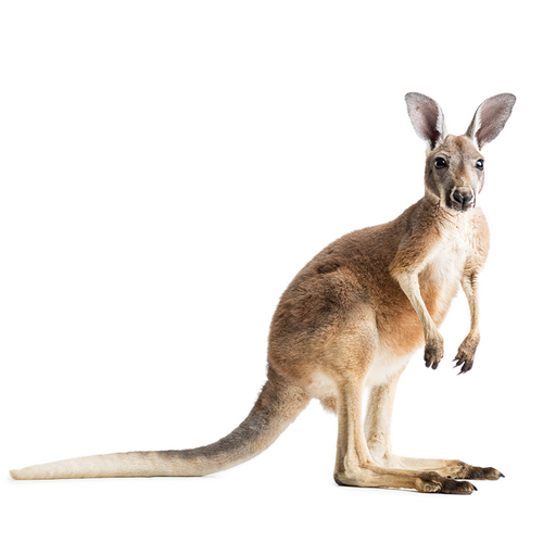 kangaroo - Canguro