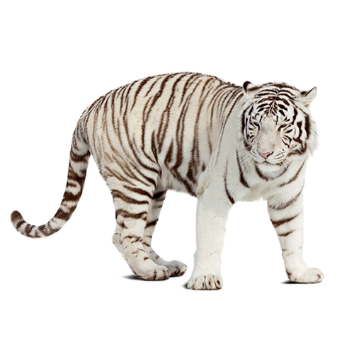 Bengal Tiger - Tigre de Bengala