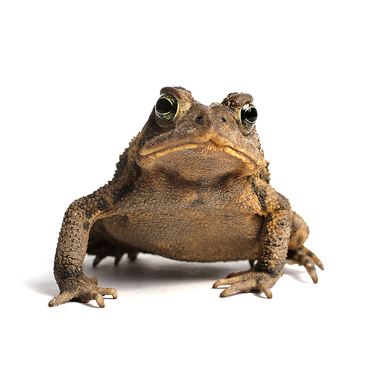 Frog - Rana