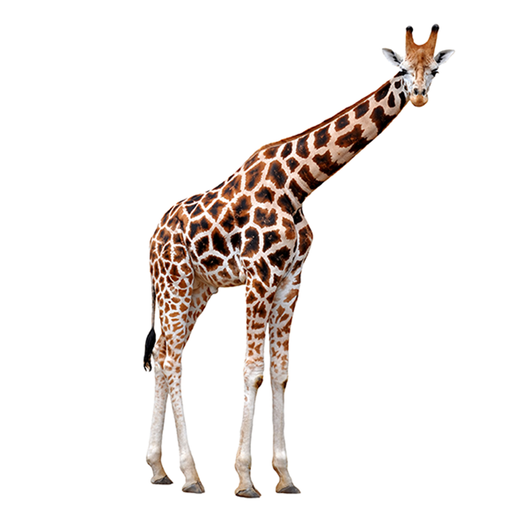 Giraffe -Jirafa
