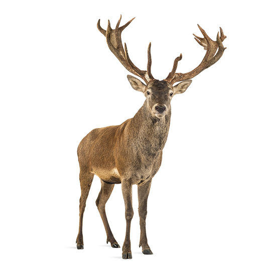 Deer - Ciervo