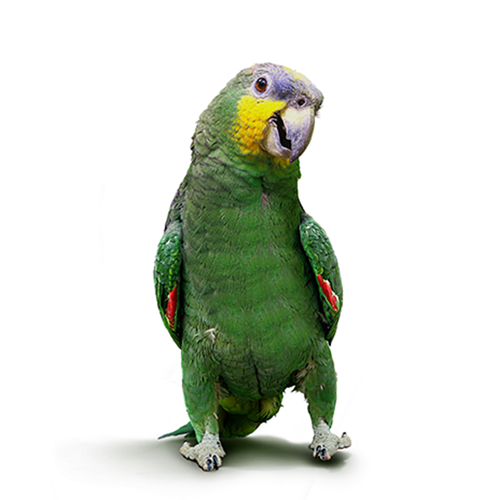 Parrot - Loro