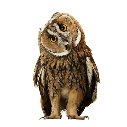 Owl - Búho