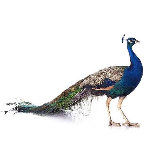 Peacock - Pavo real