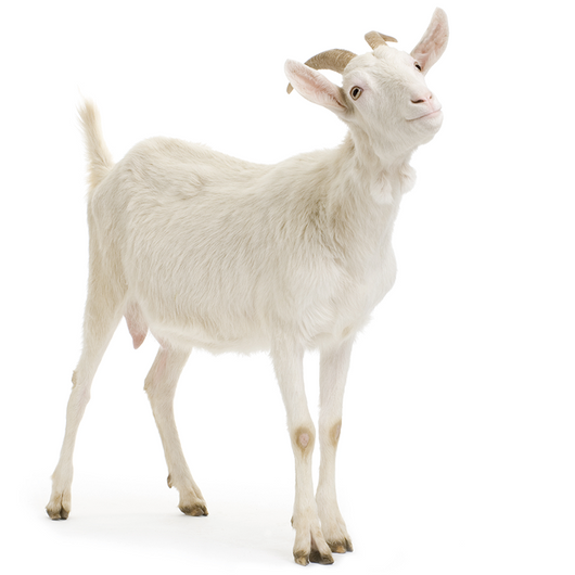 Goat - Cabra