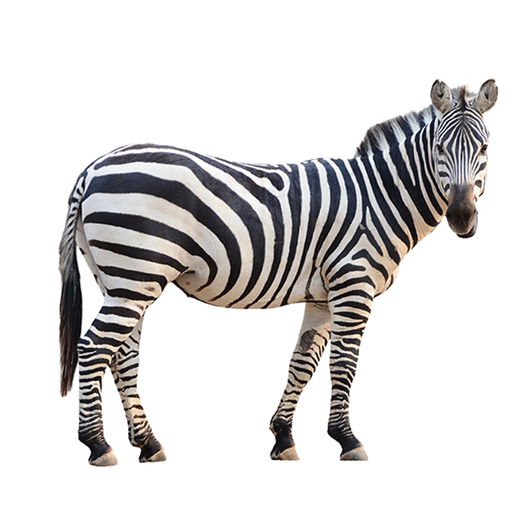 Cebra - Zebra