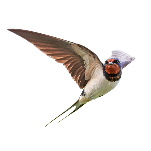 Swallow- Golondrina