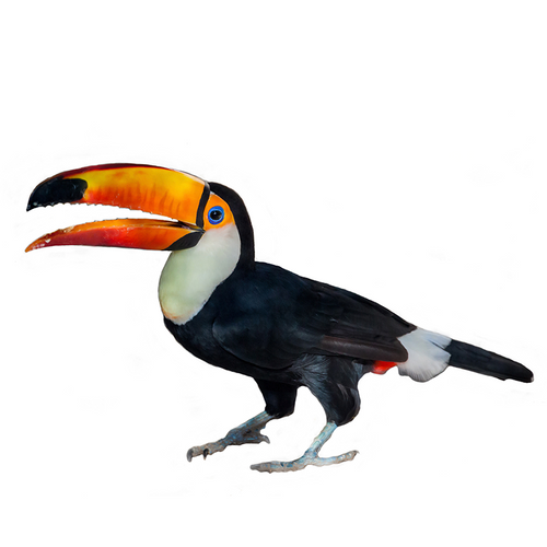 Toucan - Tucán