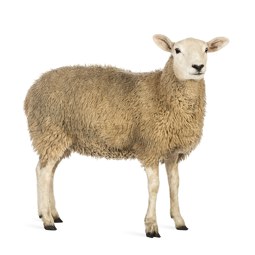 Sheep - Oveja
