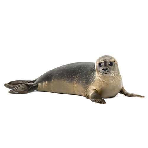Seal - Foca