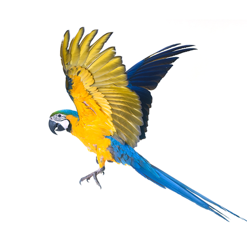 Macaw- Guacamaya