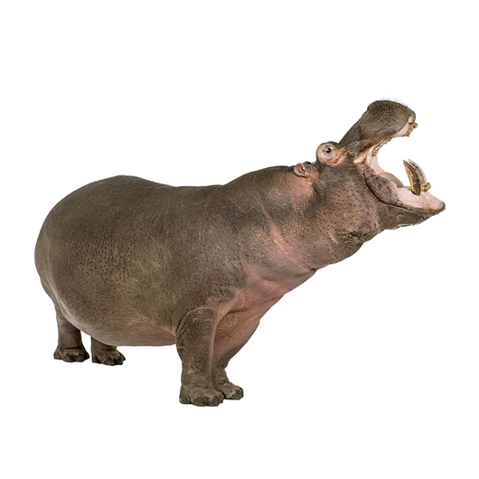 Hippopotamus - Hipopótamo