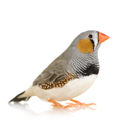 Finch bird - Pájaro pinzón